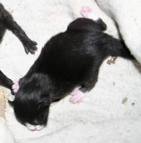 Blanding af racer Zoro (Død 1 januar) billede 2