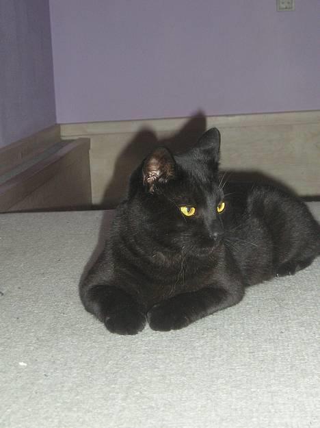 Blanding af racer Lucky (bette missen) - ER jeg ikk flot !? billede 1