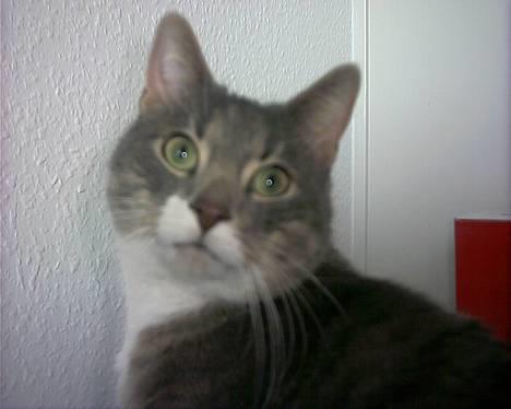 Blanding af racer Dimitri billede 1