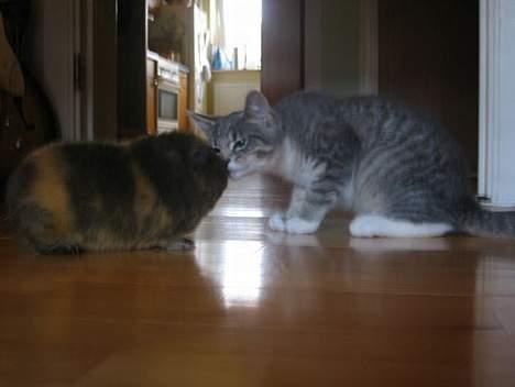 Blanding af racer Dimitri - Ham den lille tykke, det er min ven Karsten! billede 2