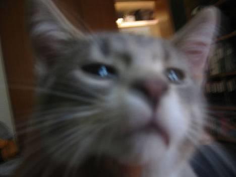 Blanding af racer Dimitri billede 3