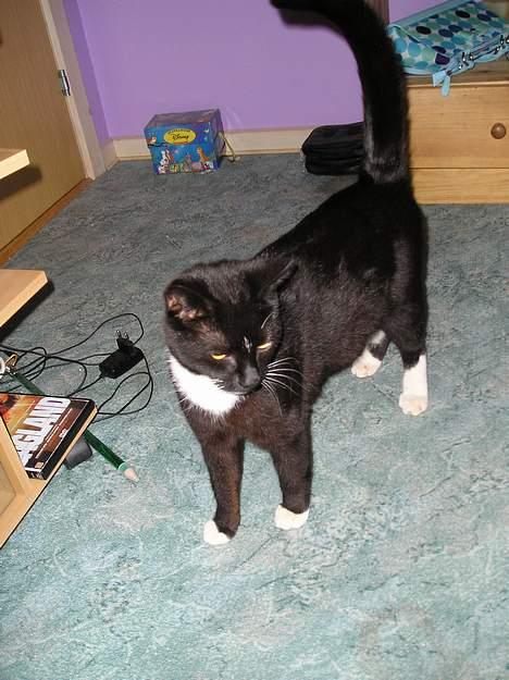 Blanding af racer Trunte (død) billede 11