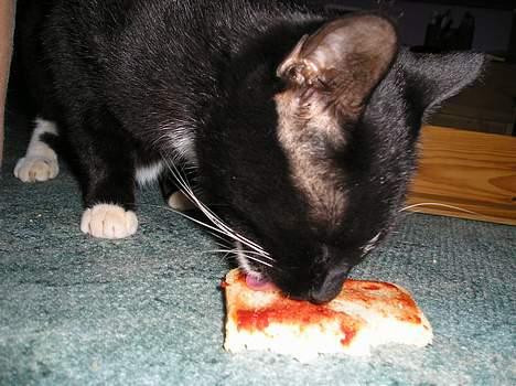 Blanding af racer Trunte (død) billede 12