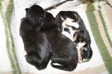 Blanding af racer Zoro (Død 1 januar) billede 3