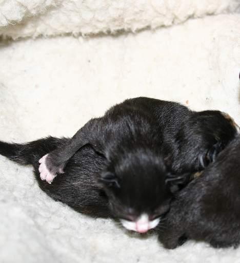 Blanding af racer Zoro (Død 1 januar) billede 4