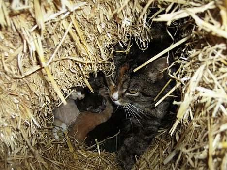 Blanding af racer Ganja billede 4