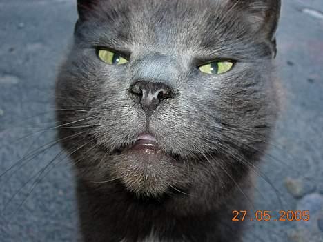 Blanding af racer Dollie - hej! hvad laver du? billede 1