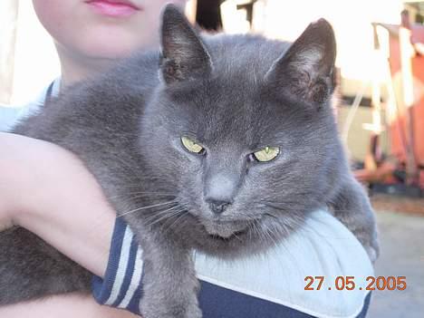 Blanding af racer Dollie - hygge i kevins arme! billede 2