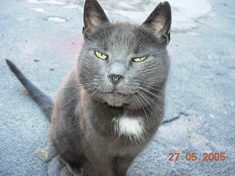 Blanding af racer Dollie - Er jeg fin ? billede 3