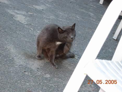 Blanding af racer Dollie - skal lige!!! billede 4