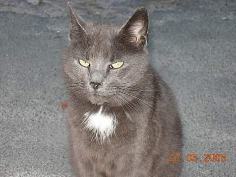 Blanding af racer Dollie billede 5