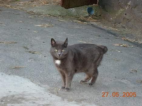 Blanding af racer Dollie billede 6