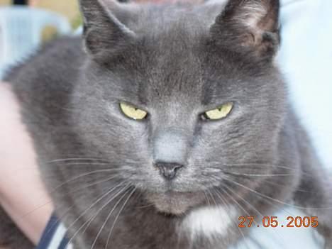 Blanding af racer Dollie billede 7