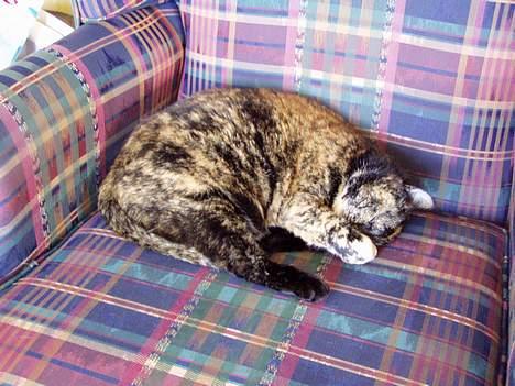 Huskat <3 Fie <3 - Nej du må ikke tage billed nu billede 5