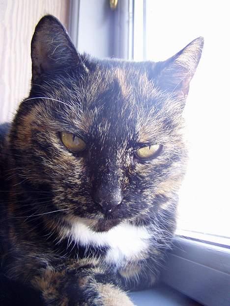 Huskat <3 Fie <3 - Harj baby billede 6