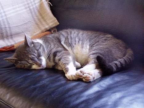 Huskat  *_Findus_* billede 14