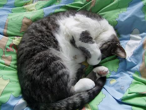 Huskat  *_Findus_* - nåårh billede 15