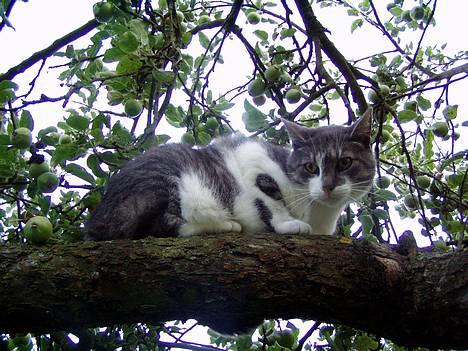 Huskat  *_Findus_* billede 16