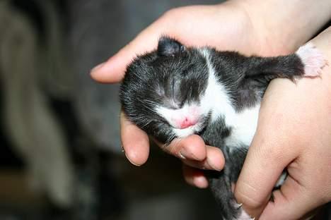 Blanding af racer Zoro (Død 1 januar) billede 5