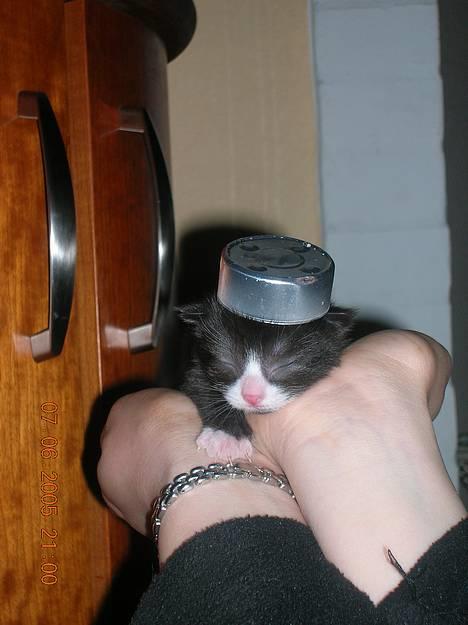 Blanding af racer Zoro (Død 1 januar) - lille tyrker..;) billede 6