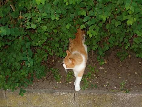 Blanding af racer Ginger - Han kigger sig lige for inden han krydser cykelstien. billede 7