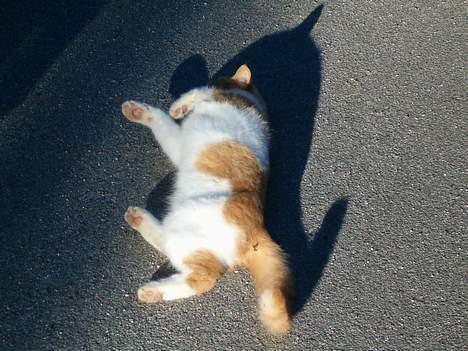 Blanding af racer Ginger - Af og til ruller han sig på cykelstien. billede 8