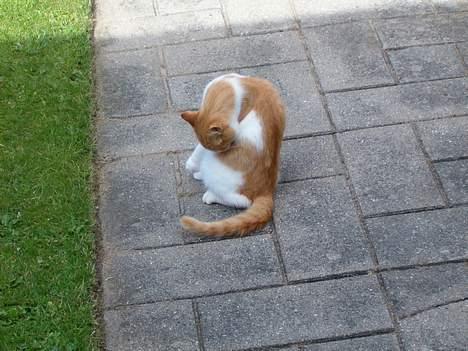 Blanding af racer Ginger - lidt forfængelig er man vel! billede 9