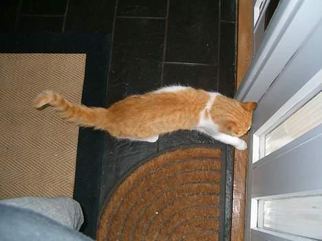 Blanding af racer Ginger - Han vil gerne ud! set oppefra billede 10