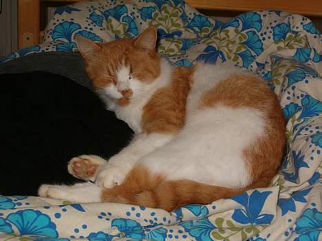 Blanding af racer Ginger - Lille sovetryne billede 11