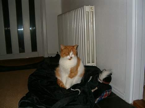 Blanding af racer Ginger - katten der sover siddende.. billede 12