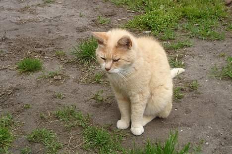 Huskat Sibastian *DØD* - <3 billede 3