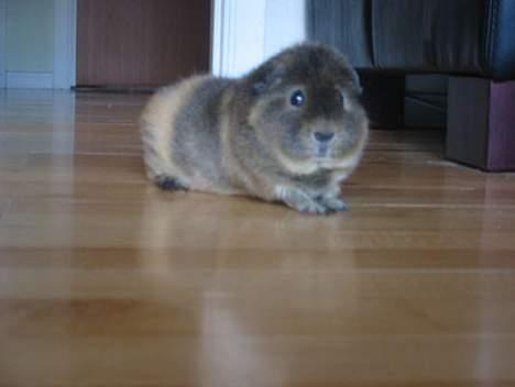 Blanding af racer Dimitri - Jeg er så glad for Karsten marvin, så han skal også med her :-) billede 4