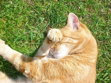 Blanding af racer Miv R.I.P 15/6.06 <3<3 - Miv hjælper mig med puzzle spillet.. :p  billede 17