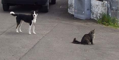 Blanding af racer Felix billede 16