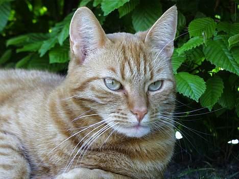 Blanding af racer missi #DØD# billede 11