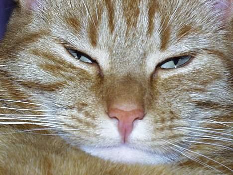 Blanding af racer missi #DØD# billede 12