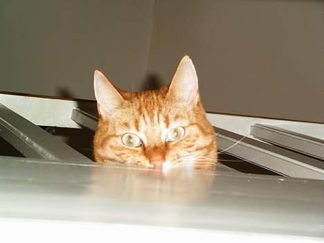 Blanding af racer missi #DØD# billede 13