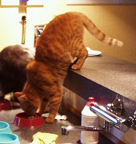 Blanding af racer missi #DØD# billede 14