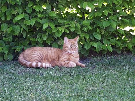 Blanding af racer missi #DØD# billede 15