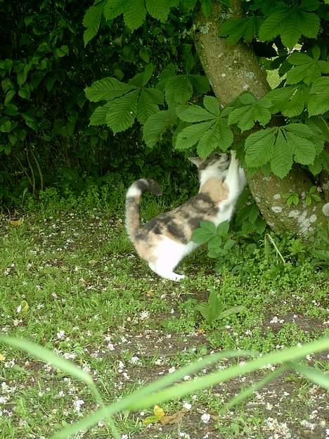 Blanding af racer Mulle *forsvundet* billede 19