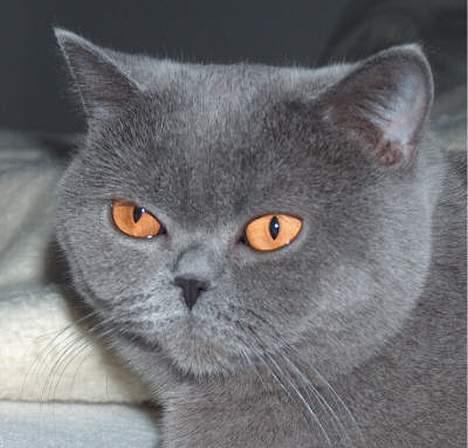 British Shorthair IC DK*Baaswell's Nicol - Tumle forår 2005 billede 1