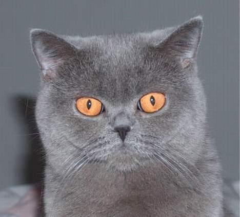 British Shorthair IC DK*Baaswell's Nicol - Tumle forår 2005 billede 3