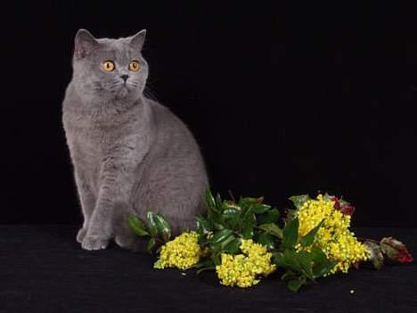 British Shorthair IC DK*Baaswell's Nicol - Tumle hos fotograf Kjeld Krog sommer 2004 billede 4