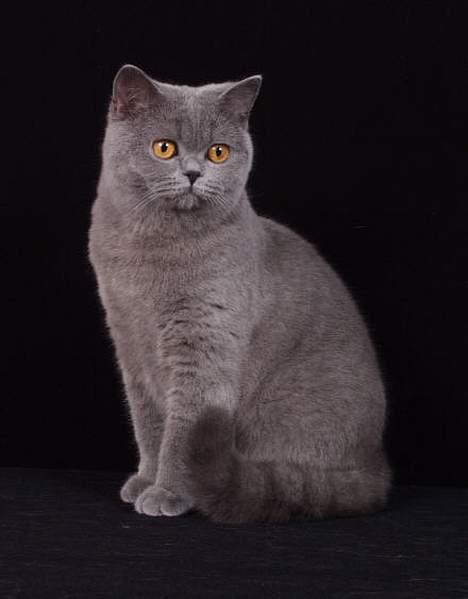 British Shorthair IC DK*Baaswell's Nicol - Tumle hos fotograf Kjeld Krog sommer 2004 billede 5