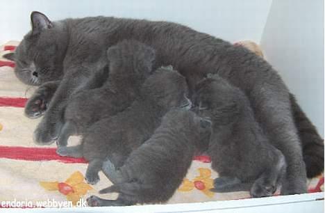 British Shorthair IC DK*Baaswell's Nicol - Tumle med sine 2½ uge gamle killinger billede 6