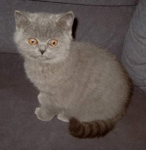 British Shorthair IC DK*Baaswell's Nicol - Tumle 12 uger billede 7