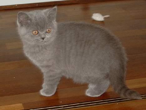 British Shorthair IC DK*Baaswell's Nicol - Tumle 12 uger og lige kommet hjem. billede 8