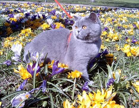 British Shorthair IC DK*Baaswell's Nicol - Tumle ca. 8 måneder gammel i en flok smukke krokuser. billede 11