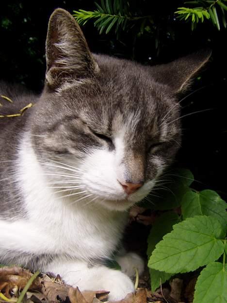 Huskat  *_Findus_* billede 17