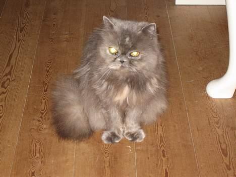 Perser Trine - Nutti billede 1